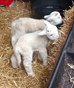 Lambs eating hay
