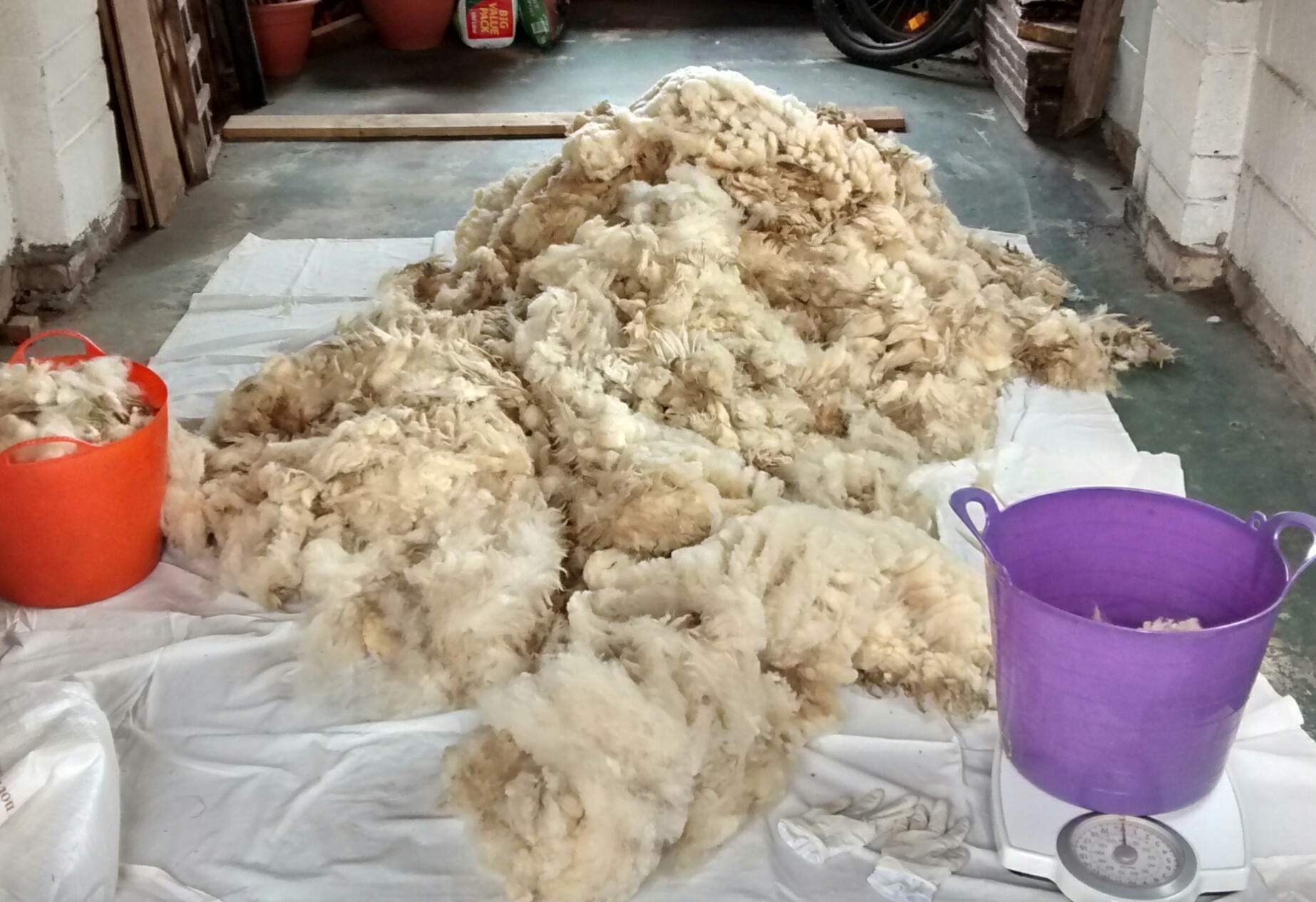 Fleece sorting13